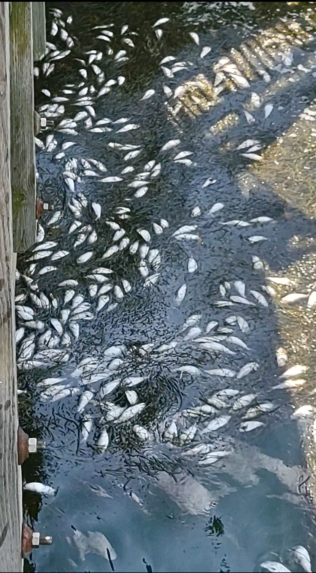 Menhaden fish kill